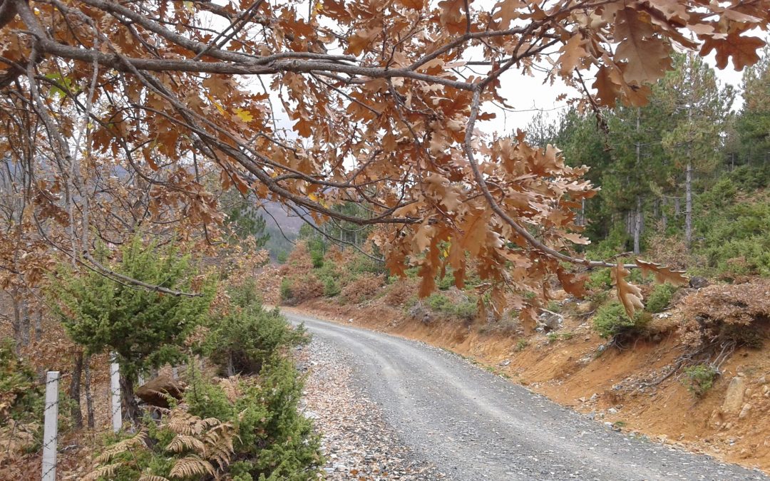 Reconstruction of “Lagjia Kukaj” street, Municipality of Puka