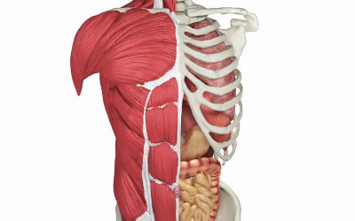 Acquisto delle medicine di B4-Metabolismo e Tratto Digestivo, Sistema Muscoloscheletrico, Sistema Respiratorio, Sostanza Contrast in 23 Lotti per soddisfare i bisogni di 12 mesi