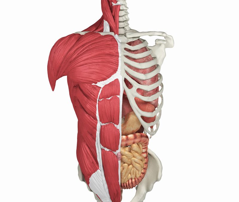Blerje barna B4-Metabolizmi dhe Trakti Tretës, Sistemi muskulo skeletik, Sistemi respirator, Lëndë Kontrasti e ndarë në 23 Lote për plotësimin e nevojave 12 mujore