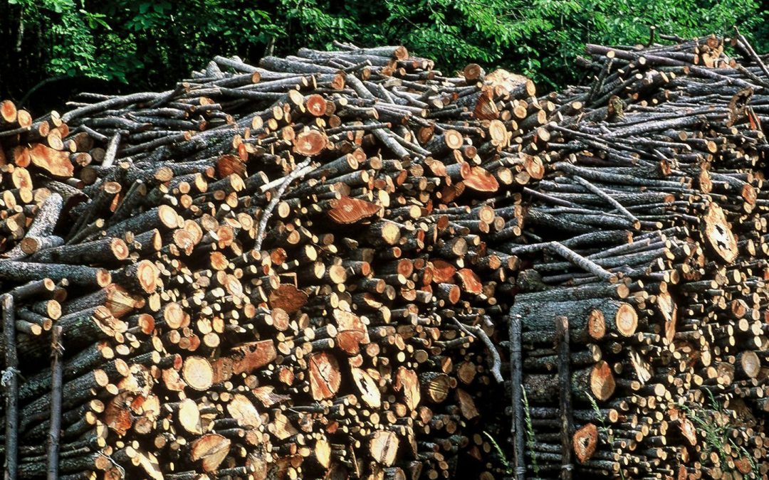 Expenses for logging and transportation of firewood